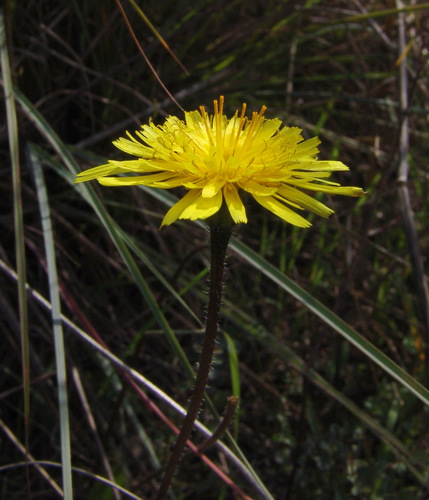Leontodon tuberosus
