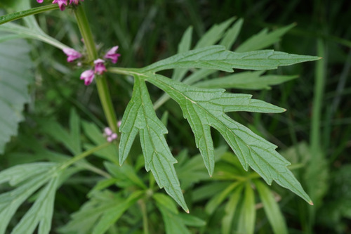 Leonurus japonicus