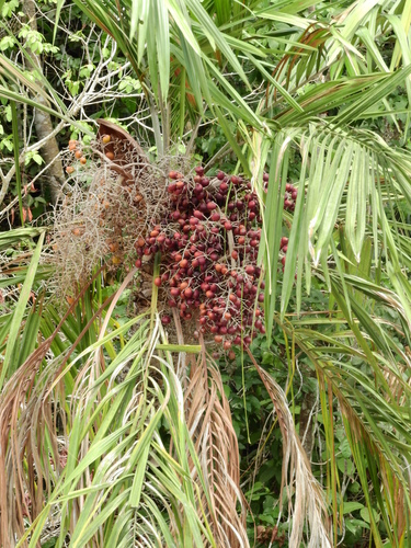 Leopoldinia major