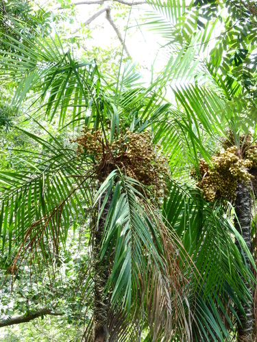 Leopoldinia major