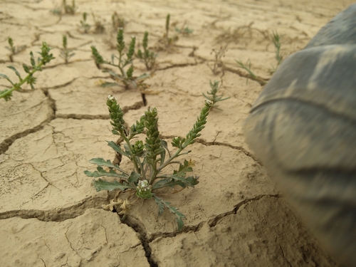 Lepidium aucheri