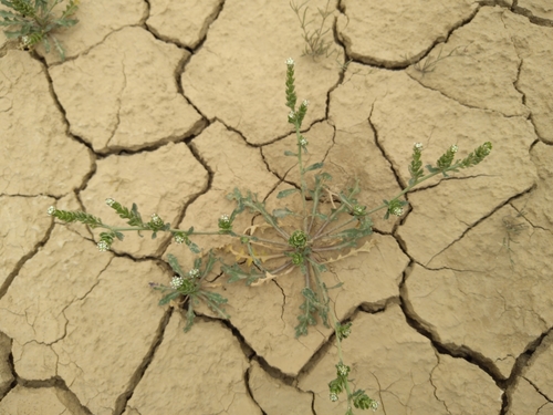 Lepidium aucheri