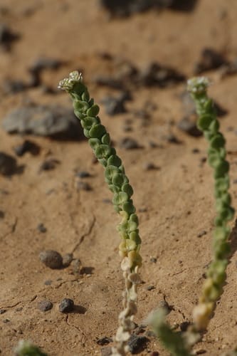 Lepidium lepidioides