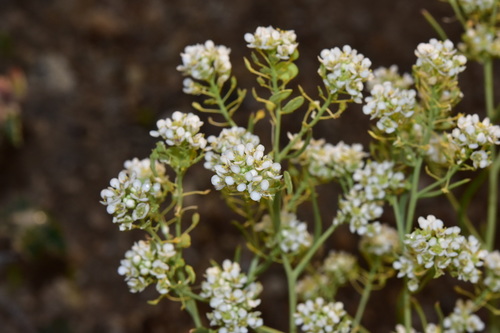 Lepidium montanum