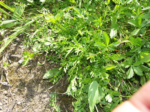 Lepidium squamatum