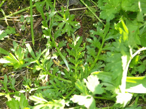 Lepidium squamatum