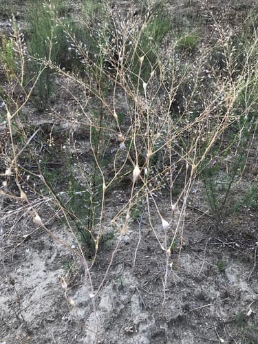 Lepidium vesicarium