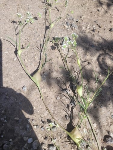 Lepidium vesicarium
