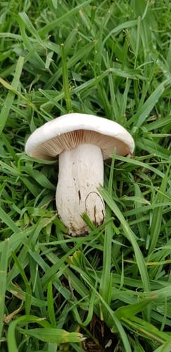Lepista caffrorum