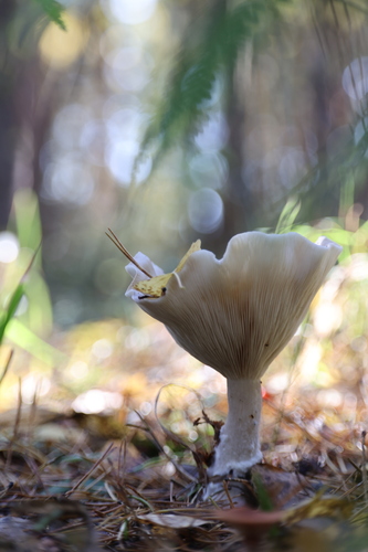 Lepista nebularis