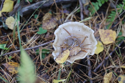 Lepista nebularis