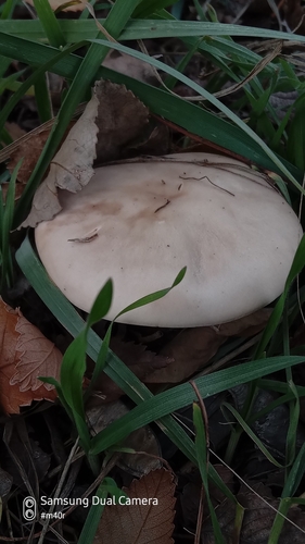 Lepista saeva