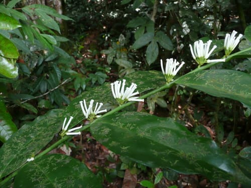 Leptaulus daphnoides