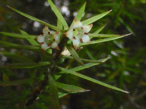 Leptecophylla juniperina subsp. oxycedrus