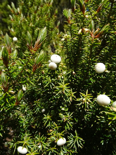Leptecophylla juniperina subsp. oxycedrus