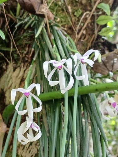 Leptotes bicolor