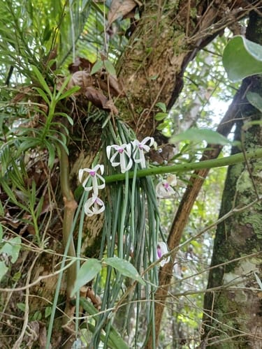Leptotes bicolor