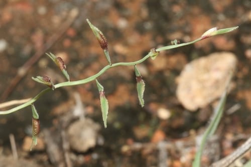 Leptothrium senegalense