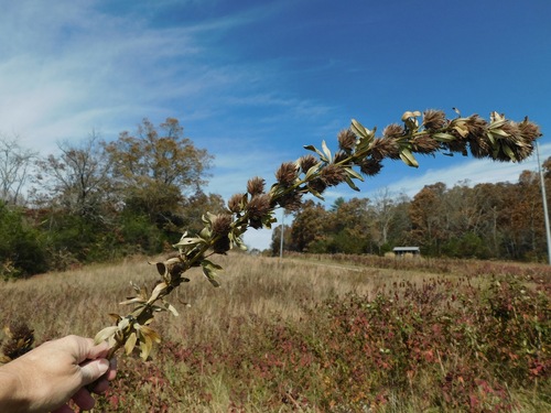 Lespedeza capitata