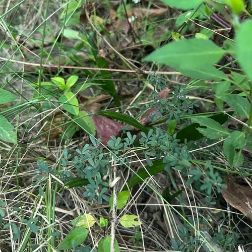 Lespedeza cuneata