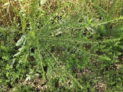 Lespedeza cuneata