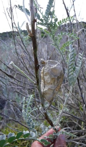 Lessertia canescens