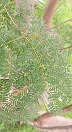 Leucaena diversifolia