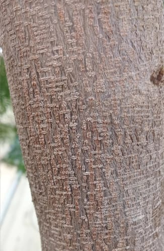 Leucaena diversifolia