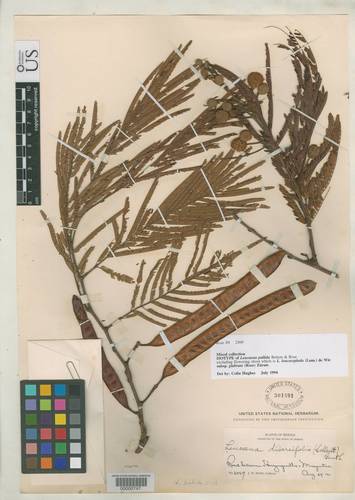 Leucaena pallida