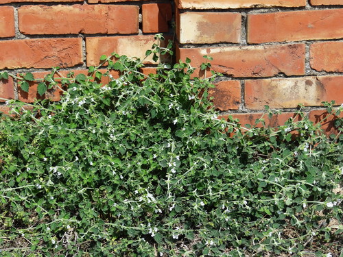 Leucas chinensis