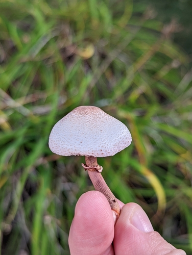 Leucoagaricus bresadolae
