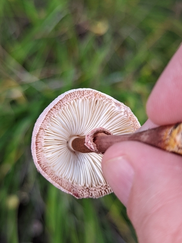 Leucoagaricus bresadolae