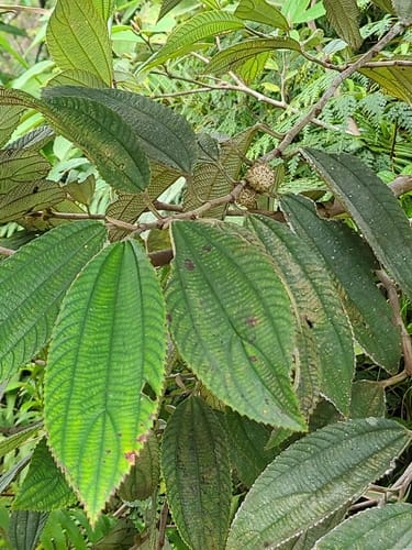 Leucosyke capitellata