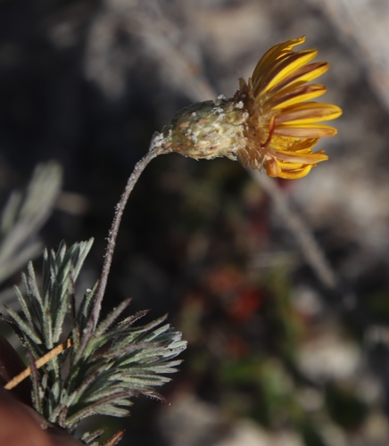 Leysera gnaphalodes