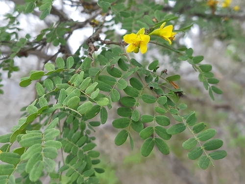 Libidibia glabrata
