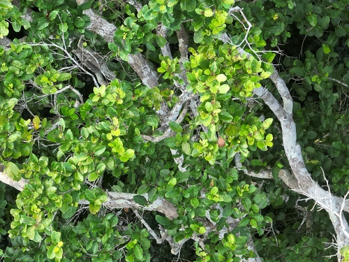 Licania heteromorpha