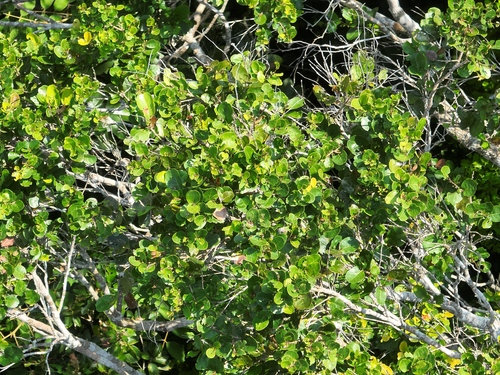 Licania heteromorpha