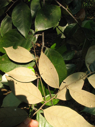 Licania hypoleuca