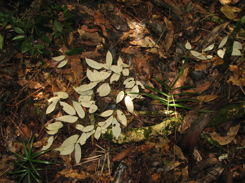 Licania hypoleuca