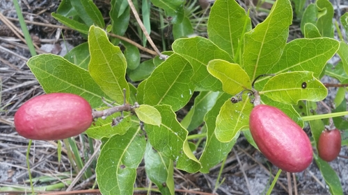 Licania michauxii
