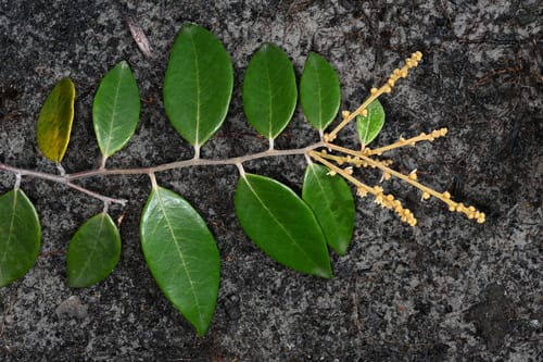 Licania parviflora
