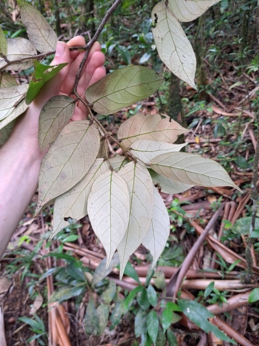 Licania ternatensis