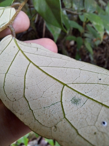 Licania ternatensis