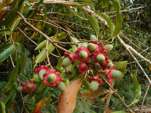 Licaria triandra