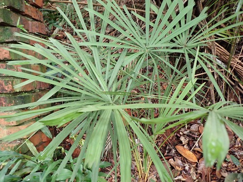 Licuala acutifida