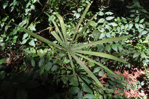 Licuala acutifida