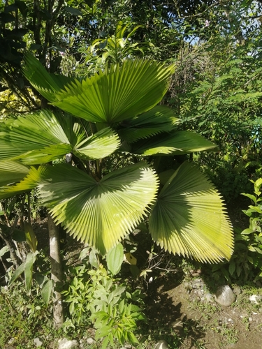 Licuala grandis