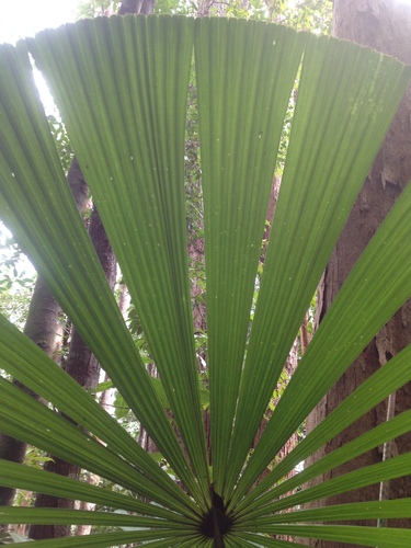 Licuala valida