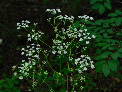 Ligusticum canadense