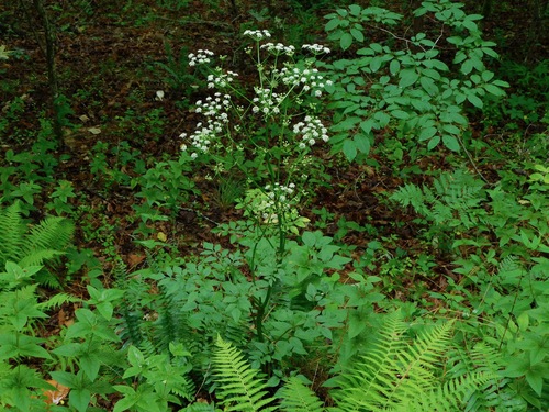 Ligusticum canadense
